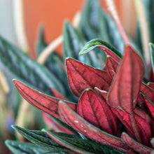 Load image into Gallery viewer, Peperomia Rosso (XS)