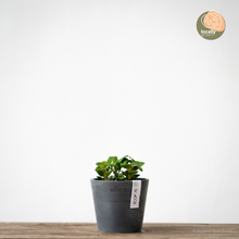Load image into Gallery viewer, Fittonia Fortissimo (S) in Ecopots