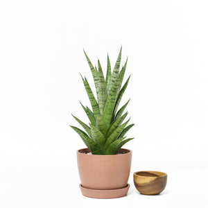 Sansevieria Hybrid (M) in Ecopots