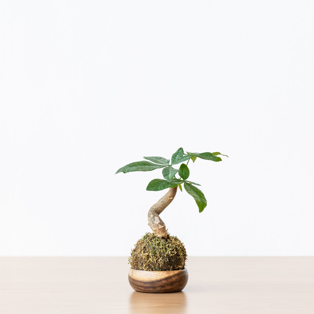 Bonsai Money Plant Kokedama