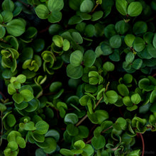 Load image into Gallery viewer, Peperomia Hope (S)