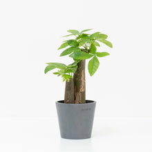 Load image into Gallery viewer, 2in1 Bonsai Money Plant (XS)