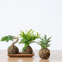 Load image into Gallery viewer, Gold Dust Kokedama