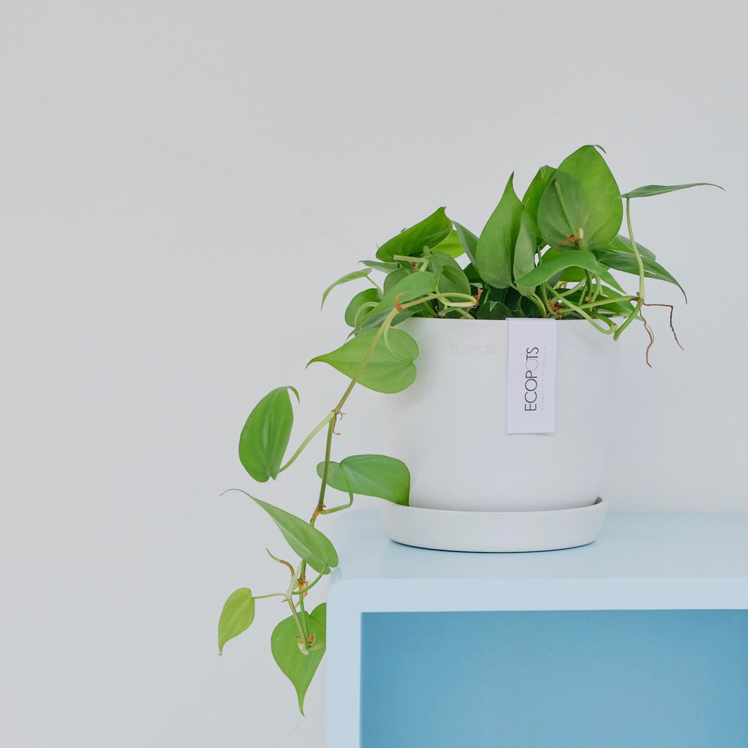 Heartleaf Philodendron (M) in Ecopots