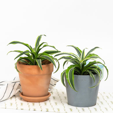 Dracaena Lemon Lime (S1)