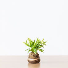 Load image into Gallery viewer, Gold Dust Kokedama