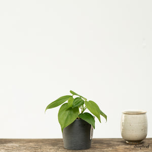 Heartleaf Philodendron (XS)