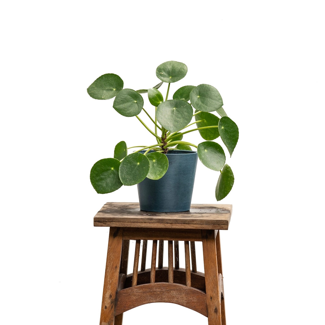 Pilea peperomioides (S) in Ecopots