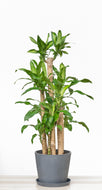 Fortune Plant (XL1) in Ecopots
