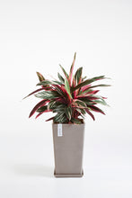 Load image into Gallery viewer, Ecopots Rotterdam Mid High 30