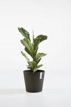 Load image into Gallery viewer, Ecopots Venice 40 Smart Pot